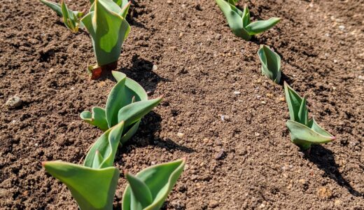 ひまわり花壇にチューリップ