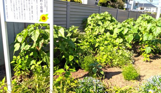 ひまわり花壇の手入れ